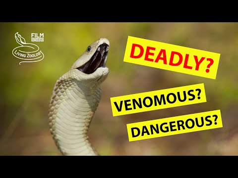 The MOST VENOMOUS SNAKES and the MOST DANGEROUS SNAKES in the world