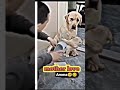 Hamari Adhoori Kahani Dog S Mom Protect Him Amazing Trending Viral Video