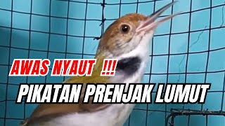 Download lagu 🔴 FULL CIAK-CIAK‼️ PRENJAK LUMUT BETINA GACOR NGOTOT UNTUK PANCINGAN & PIKATAN‼️ #prenjaklumutgacor mp3 Download lagu 🔴 FULL CIAK-CIAK‼️ PRENJAK LUMUT BETINA GACOR NGOTOT UNTUK PANCINGAN & PIKATAN‼️ #prenjaklumutgacor mp3