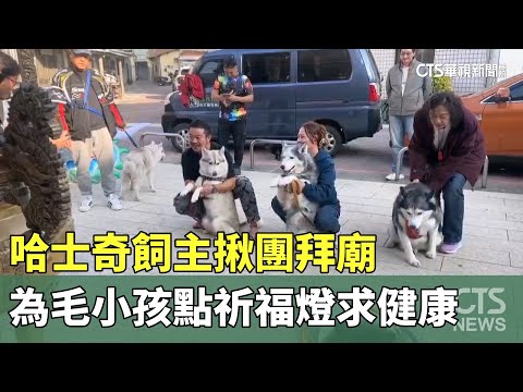 哈士奇飼主揪團拜廟　為毛小孩點祈福燈求健康