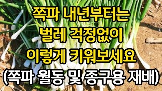 쪽파 내년부터는 벌레 걱정없이 이렇게 키우세요(월동 및 종구용 재배)