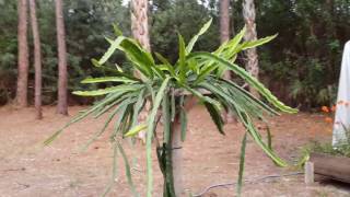 How to grow Dragon Fruit in SWFL ( part 16 )
