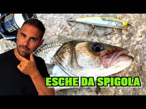 CHOOSING the RIGHT bait for SEA BASS