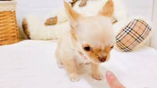 チワワ(ロング)の動画02