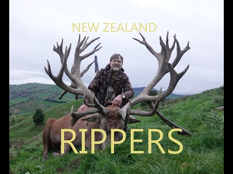 NEW ZEALAND RIPPERS, A NewZealand Red Stag Hunting Film