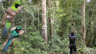 Download lagu Mikat Cucak Ijo Pakai Suara Burung Ribut || Di Kasi Bonus.... mp3 Download lagu Mikat Cucak Ijo Pakai Suara Burung Ribut || Di Kasi Bonus.... mp3