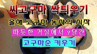 [텃밭농부 1,758]  씨고구마 싹틔우기. 2달간 거실에서 키운 후 3월에 온실로! #고구마재배 #고구마순…