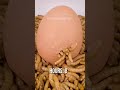 Mealworms Vs BOILED EGG