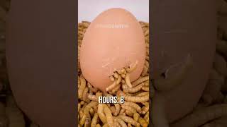 Mealworms vs BOILED EGG