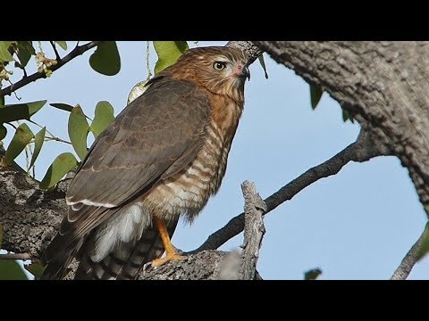 Gabarhabicht (Melierax gabar)-Jugendkleid