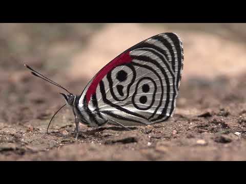ウラモジタテハの舞　Eighty-eight butterfly (Diaethria)