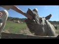 Rhinos