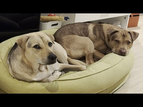 Couple decides to get one dog. Boyfriend comes back with two - YouTube