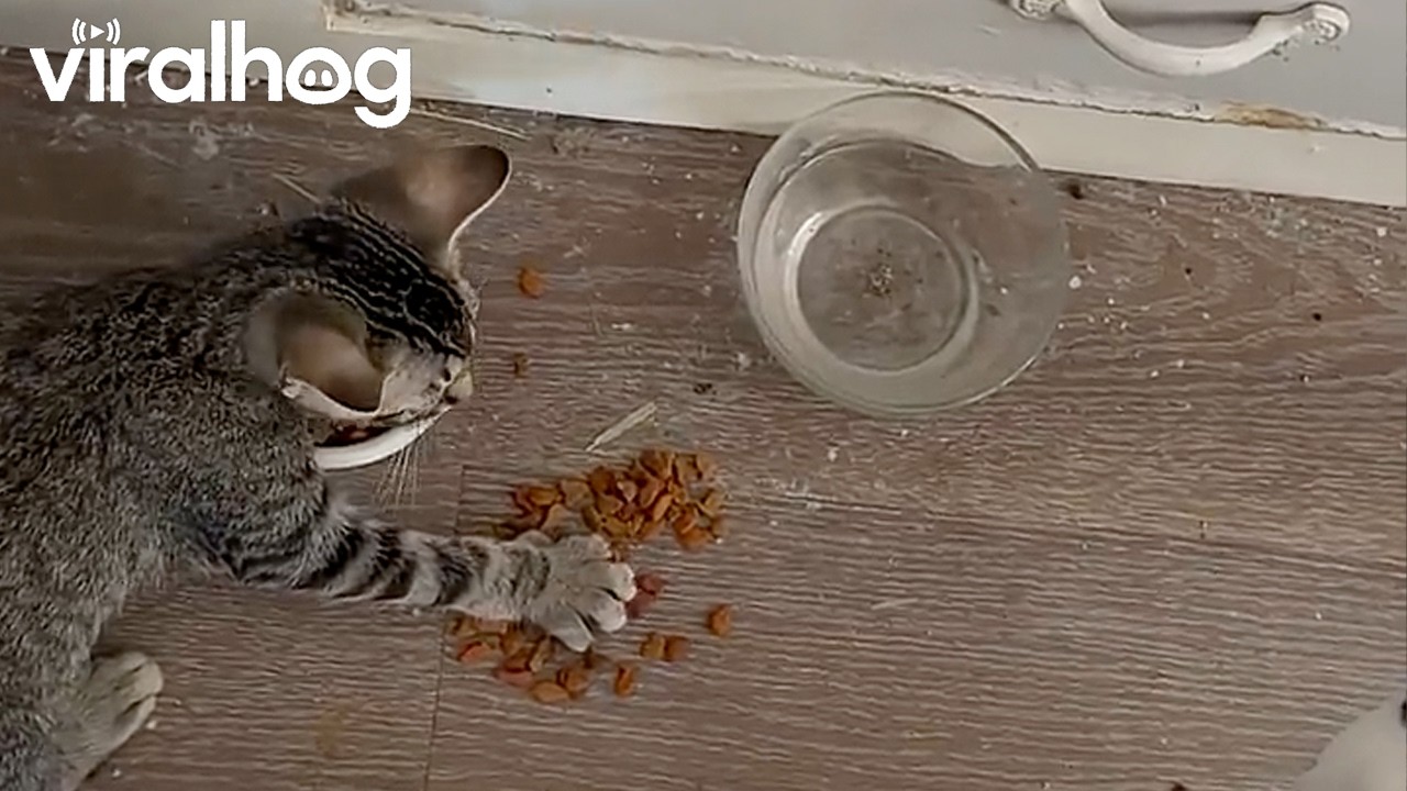 Greedy Kitten Doesn't Want to Share || ViralHog
