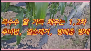 옥수수 알 가득 채우는 1, 2차 추비법, 곁순제거, 조명나방, 멸강나방 예방법(농사의신)