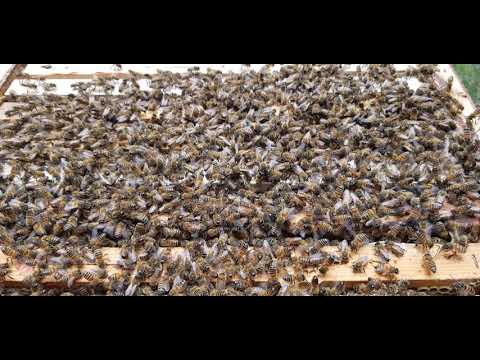 Snabb tillsättning av drottning