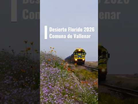 Tren junto al Desierto Florido 2026