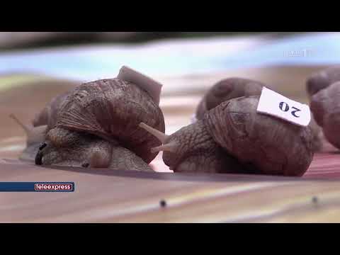 WYŚCIG ŚLIMAKÓW W RZECZENICY [TELEEXPRESS]