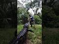Gator Chases Me Gator Alligator Animal Reptile