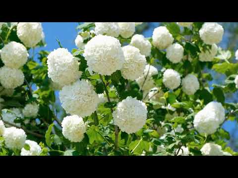 breezing flower bending in the park