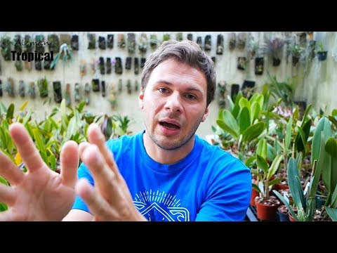 CAM-Pflanzen, was ist das? Orchideen Wissen von A bis Z