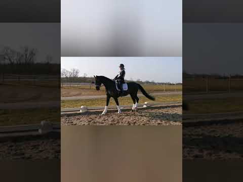 For sale. Beautiful 4 yo mare.