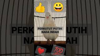 Download lagu perkutut putih mp3