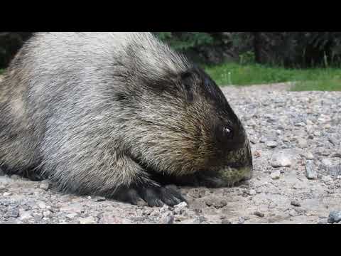 Hoary MARMOT near Jasper, Alberta Licking Gravel for Minerals???