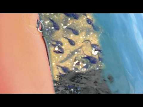 6  Bioni Samp - The Island - video