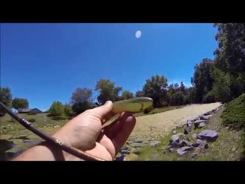 Lyubaka's Baits 7/30/2015 "Walkin' Pickle Bait!?"