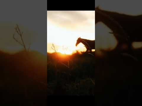 Slobodanka Nichevska Astor Piazzolla - Cafe 1930 (Cover)