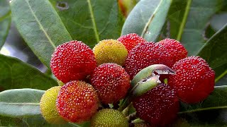 Nature scenes in Japan - plants and animals of the monsoon season