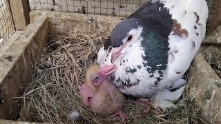 Kabotar Bazi In 2025 | Beautiful Dad Pigeon |