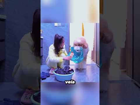 El perro olvidado que más amaba a su familia #shorts