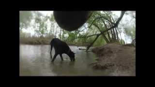 preview picture of video 'Dog Park from the dog's perspective RAW footage'