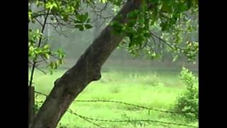 Rain from my Balcony