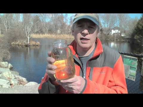 Elvers Are in the Building!