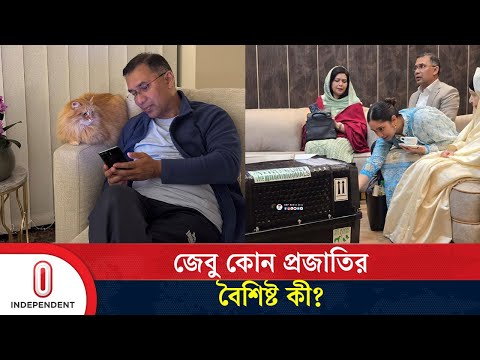 জাইমা রহমানের প্রিয় বিড়াল ‘জেবু’ কোন প্রজাতির, বৈশিষ্ট কী? | Siberian Cat | Independent TV