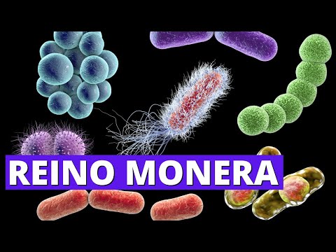 👨‍🏫El REINO MONERA: ¿Cómo se Alimentan, Qué Comen y Cómo Respiran? (Ejemplos)🦠
