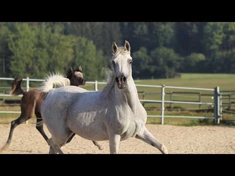 DF Rebecca by DF Malik Jamil x Rayhanah Bint Rebecca