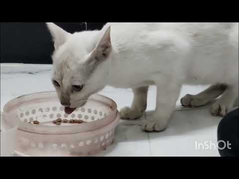 Aj sab cat ek sath a gaye hai ghar pe