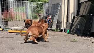 Boerboels getting ready to mate!