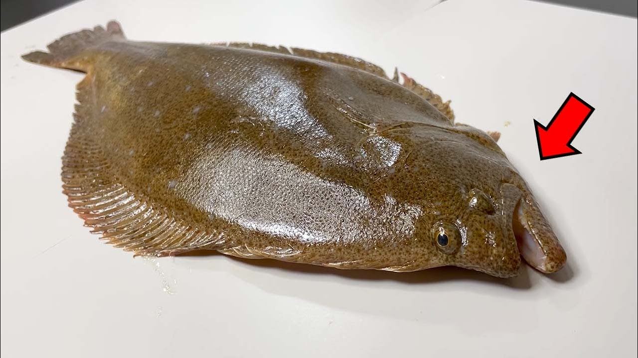 당신이 '광어'에서 보지 못한 것들 – 광어(넙치) 해부