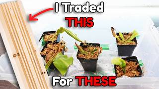 Trading My Labor For Carnivorous Plants