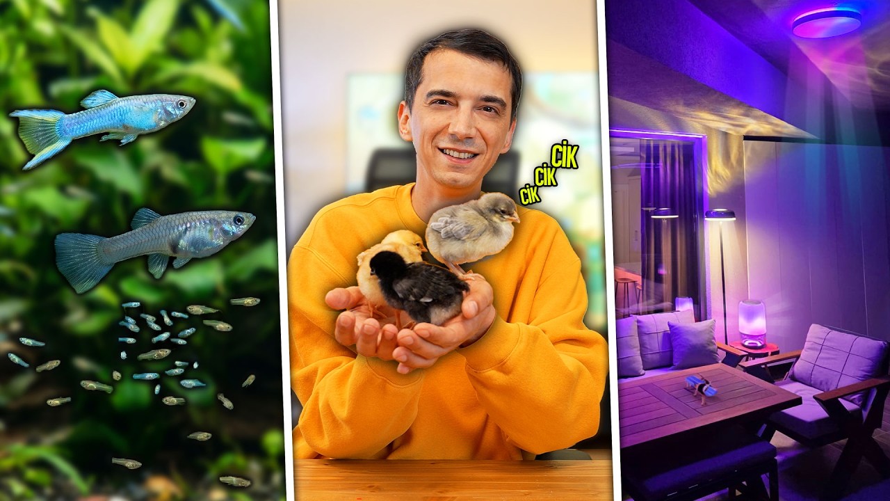 Balıklarım Doğurdu, RGB Balkon Yaptım, 3 Civciv Problemi! (Haftalık Vlog)