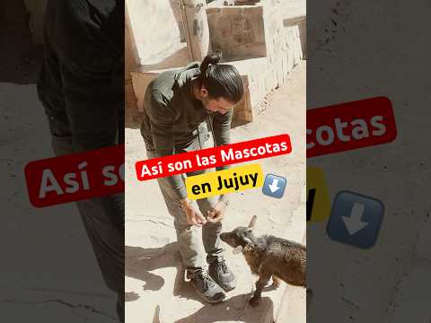 Antonio, es lo más lindo que encontramos en Susque 🥹🤣 #Jujuy #Argentina #ruta40 #Norte