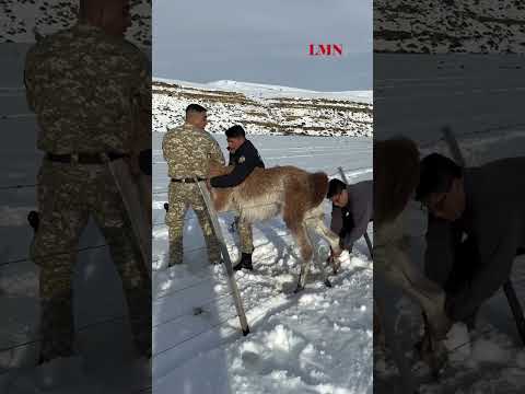 Desde gendarmes hasta un gobernador: todos al rescate de los guanacos atrapados en alambrados de la