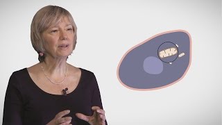 MOOC côté cours : La mitochondrie : généralités