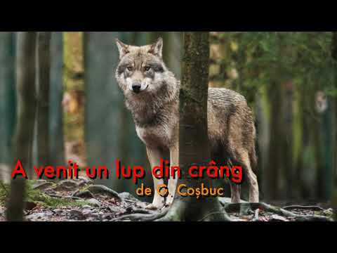 A venit un lup din crang, de George Cosbuc