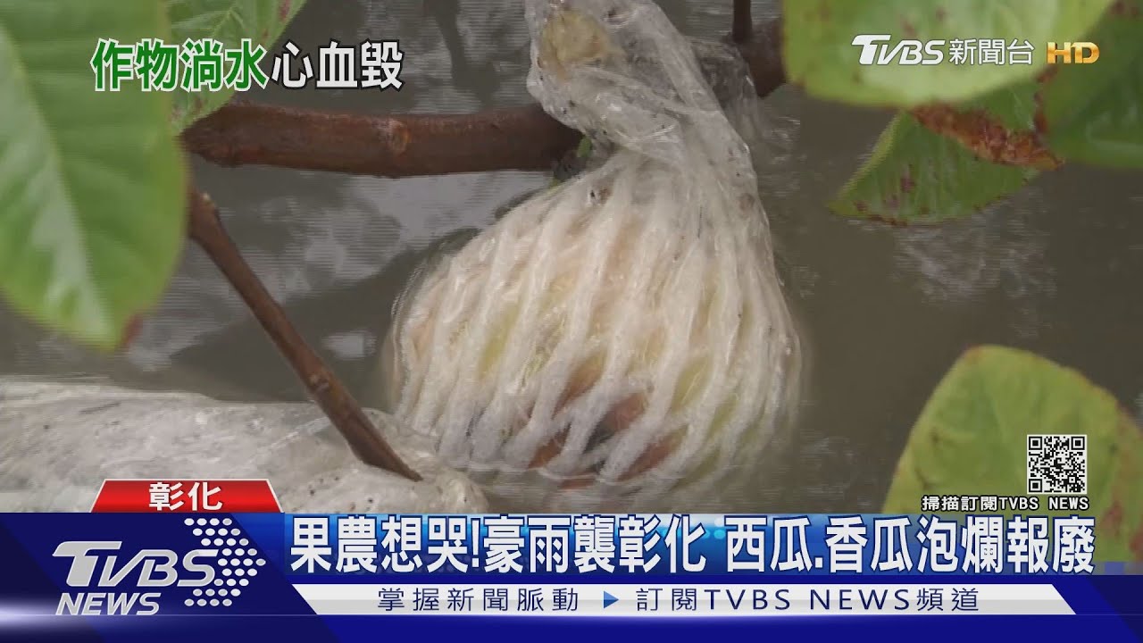 果農想哭!豪雨襲彰化 西瓜、香瓜泡爛報廢